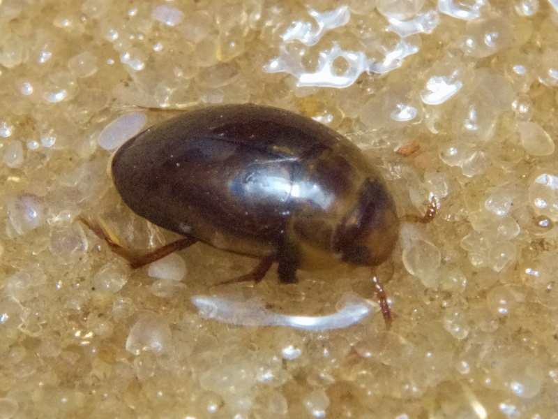 Noterus clavicornis (De Geer, 1774)